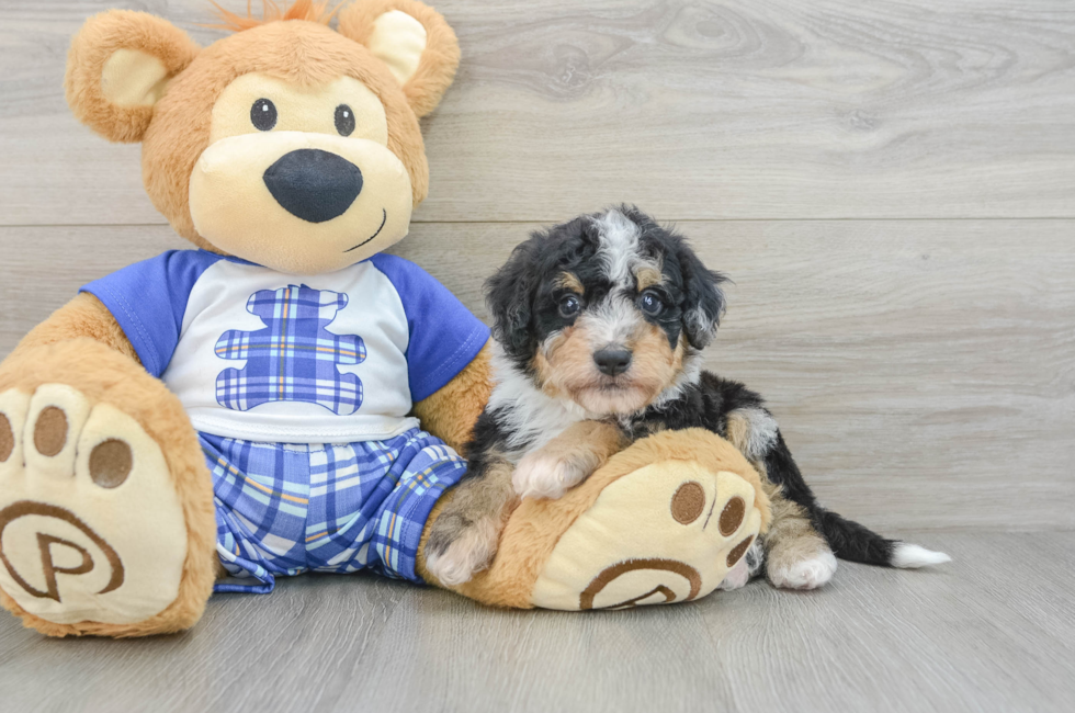 7 week old Mini Bernedoodle Puppy For Sale - Simply Southern Pups