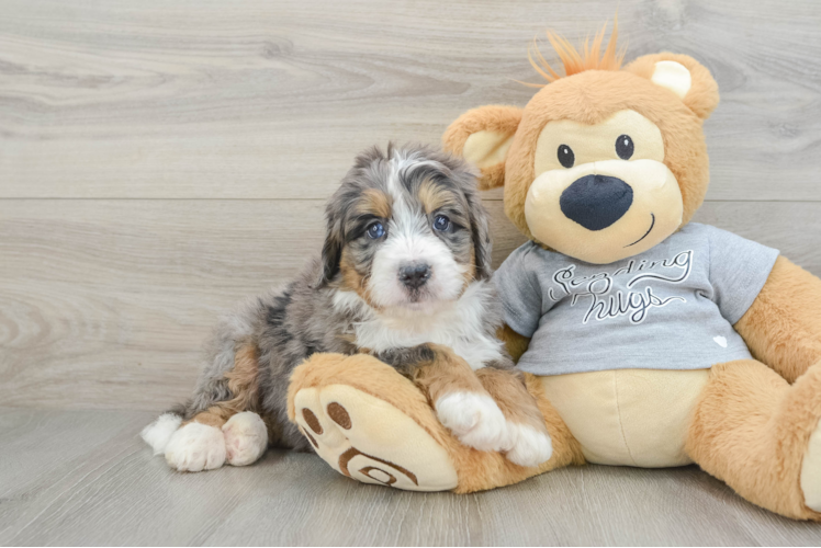 Best Mini Bernedoodle Baby