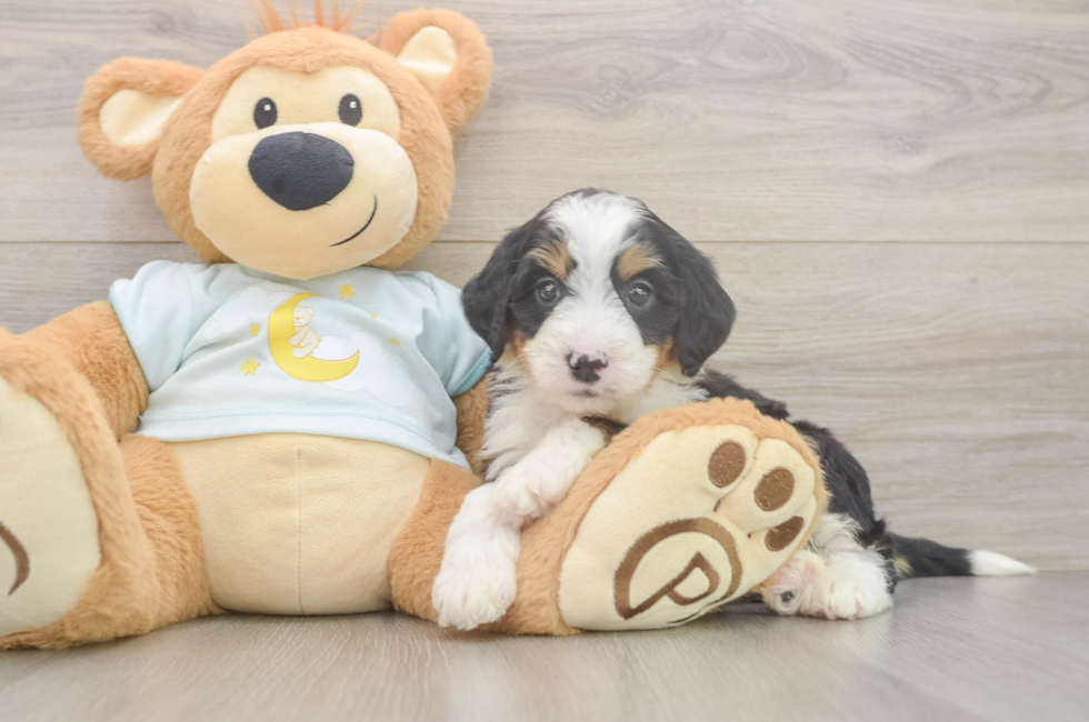 6 week old Mini Bernedoodle Puppy For Sale - Simply Southern Pups