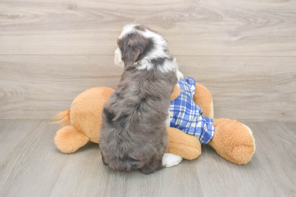 Mini Bernedoodle Pup Being Cute