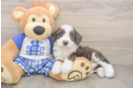 Funny Mini Bernedoodle Poodle Mix Pup