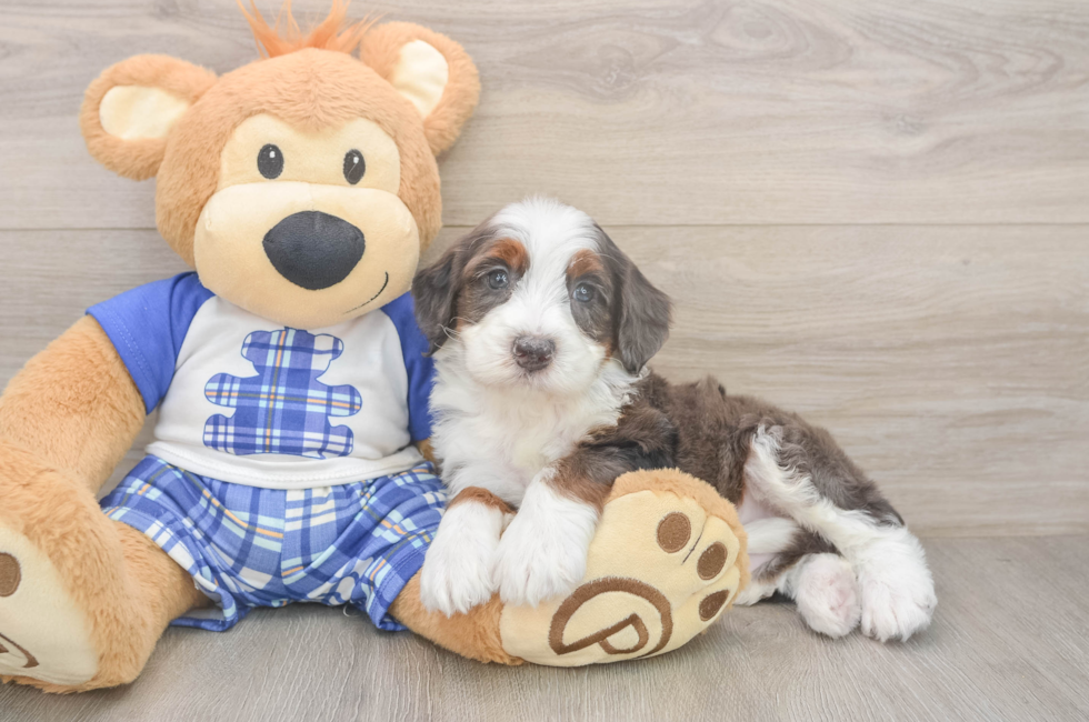 5 week old Mini Bernedoodle Puppy For Sale - Simply Southern Pups