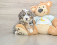 5 week old Mini Bernedoodle Puppy For Sale - Simply Southern Pups