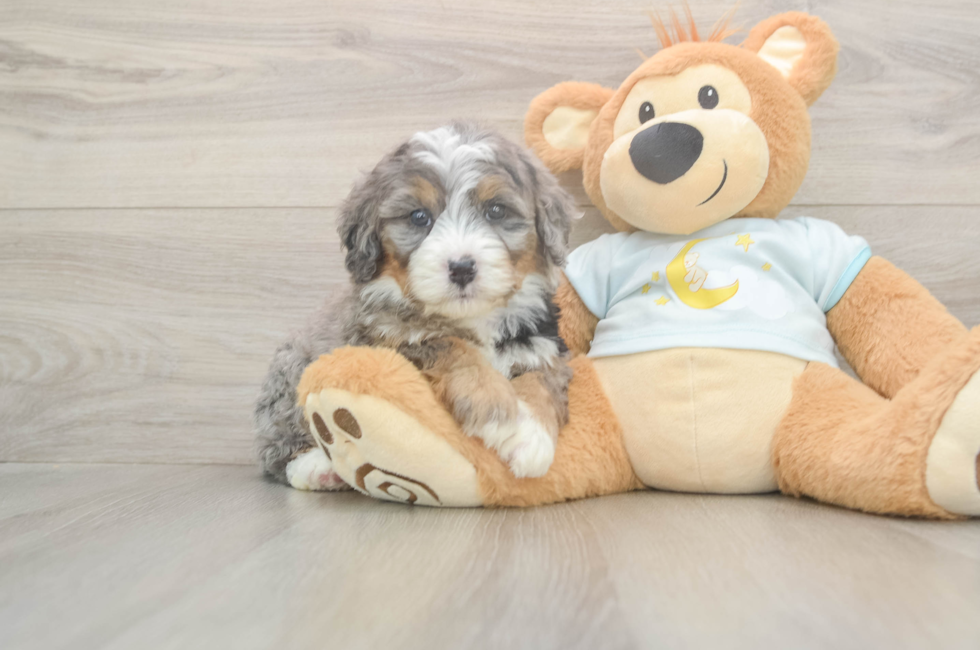 5 week old Mini Bernedoodle Puppy For Sale - Simply Southern Pups