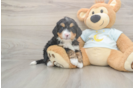 Best Mini Bernedoodle Baby