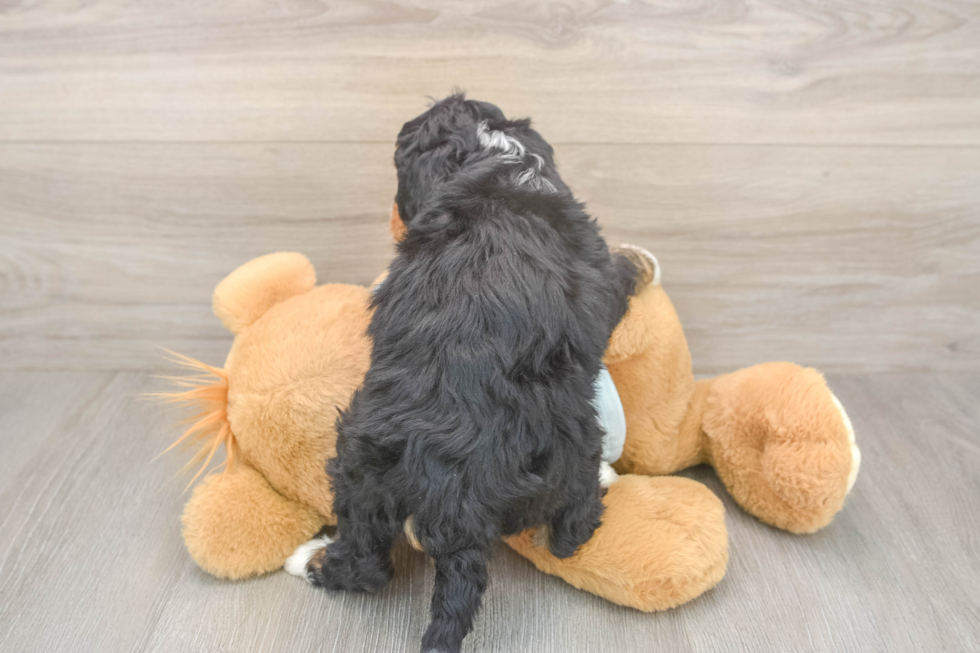 Little Mini Bernese Poodle Poodle Mix Puppy