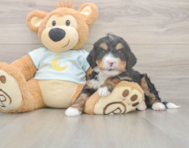 5 week old Mini Bernedoodle Puppy For Sale - Simply Southern Pups