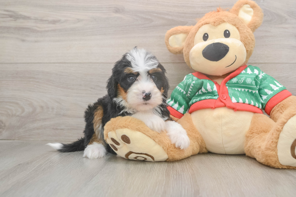 Mini Bernedoodle Puppy for Adoption