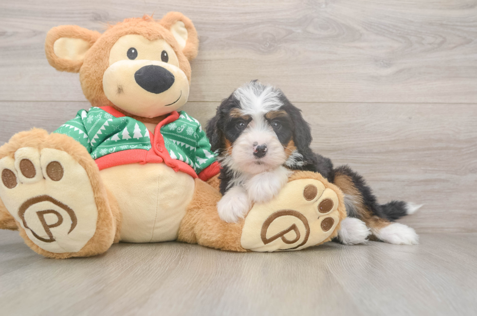 5 week old Mini Bernedoodle Puppy For Sale - Simply Southern Pups