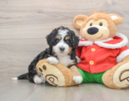 6 week old Mini Bernedoodle Puppy For Sale - Simply Southern Pups