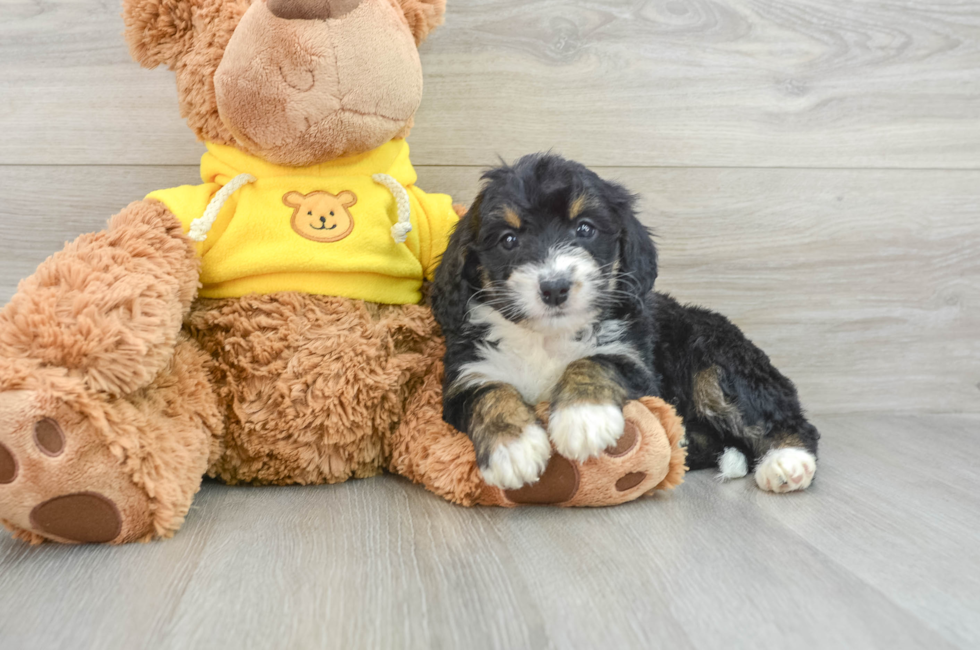 5 week old Mini Bernedoodle Puppy For Sale - Simply Southern Pups