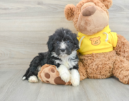 7 week old Mini Bernedoodle Puppy For Sale - Simply Southern Pups