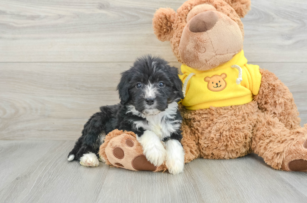 7 week old Mini Bernedoodle Puppy For Sale - Simply Southern Pups