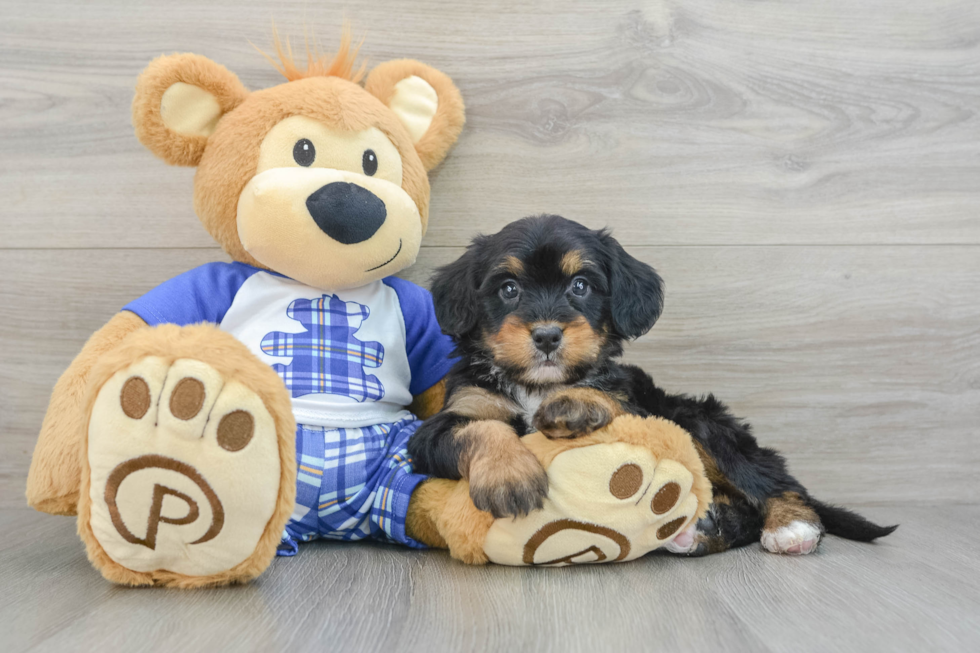 Small Mini Bernedoodle Baby