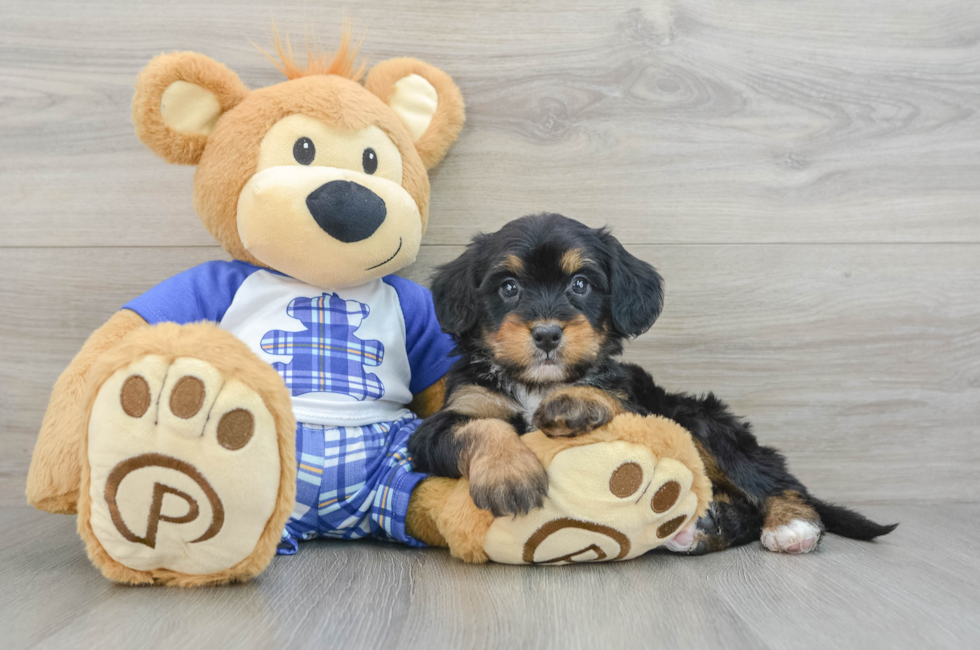 6 week old Mini Bernedoodle Puppy For Sale - Simply Southern Pups