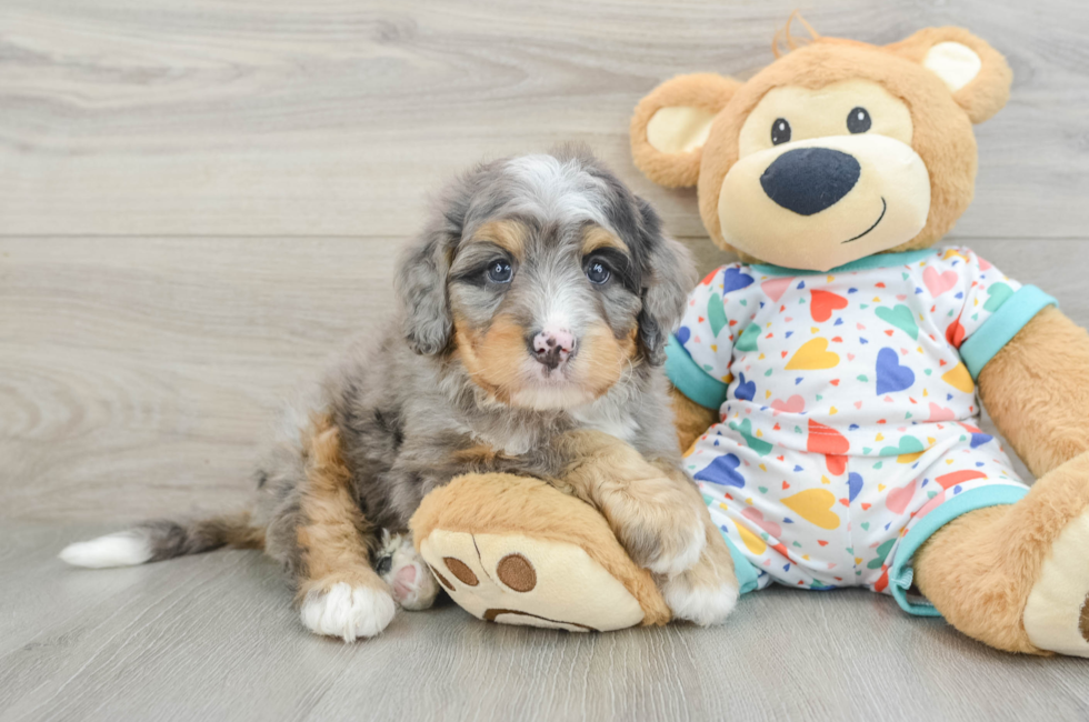 7 week old Mini Bernedoodle Puppy For Sale - Simply Southern Pups