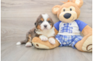 Best Mini Bernedoodle Baby