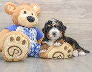 6 week old Mini Bernedoodle Puppy For Sale - Simply Southern Pups