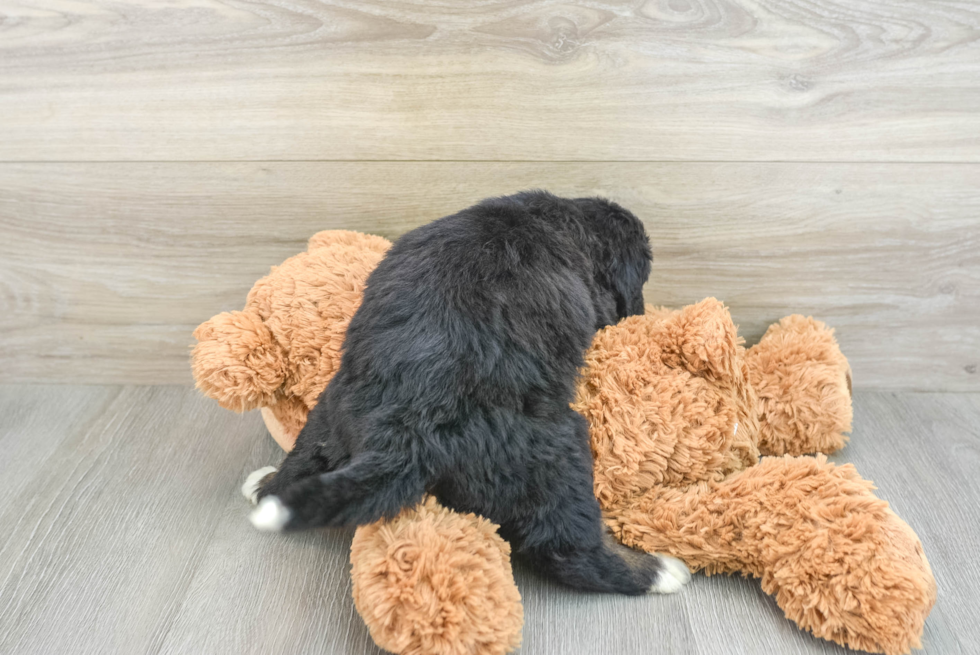 Mini Bernedoodle Puppy for Adoption