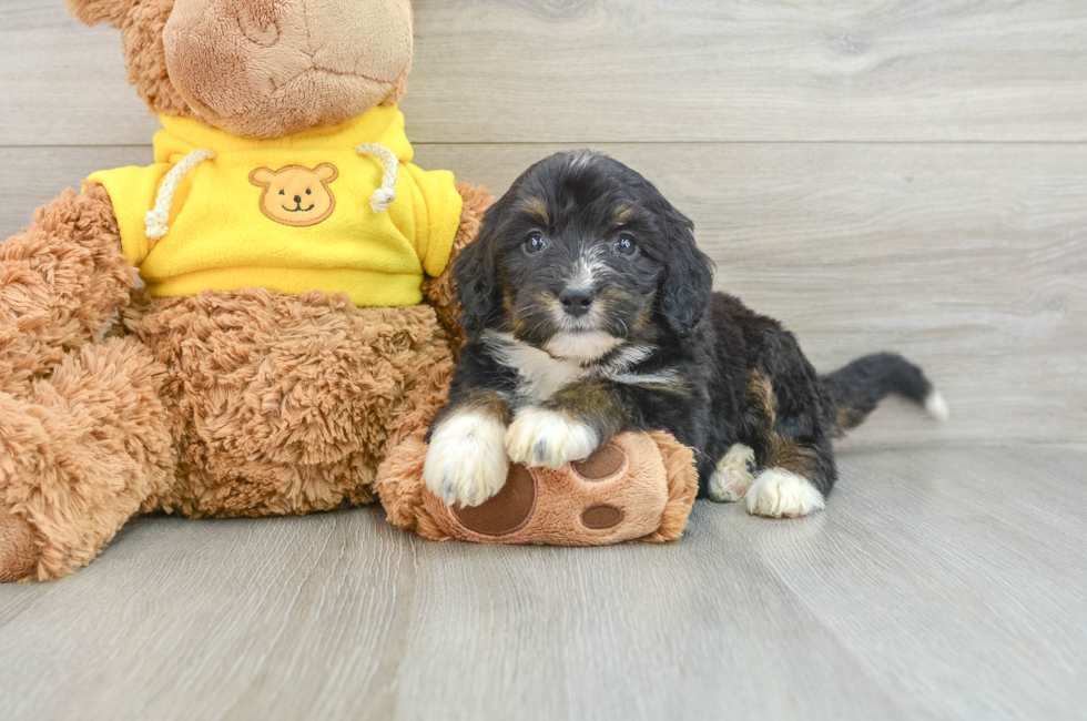 7 week old Mini Bernedoodle Puppy For Sale - Simply Southern Pups