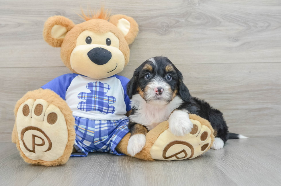 6 week old Mini Bernedoodle Puppy For Sale - Simply Southern Pups