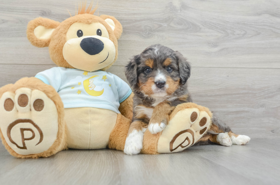 5 week old Mini Bernedoodle Puppy For Sale - Simply Southern Pups