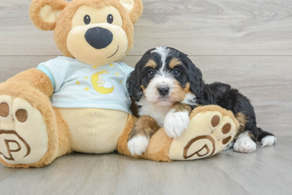 Friendly Mini Bernedoodle Baby