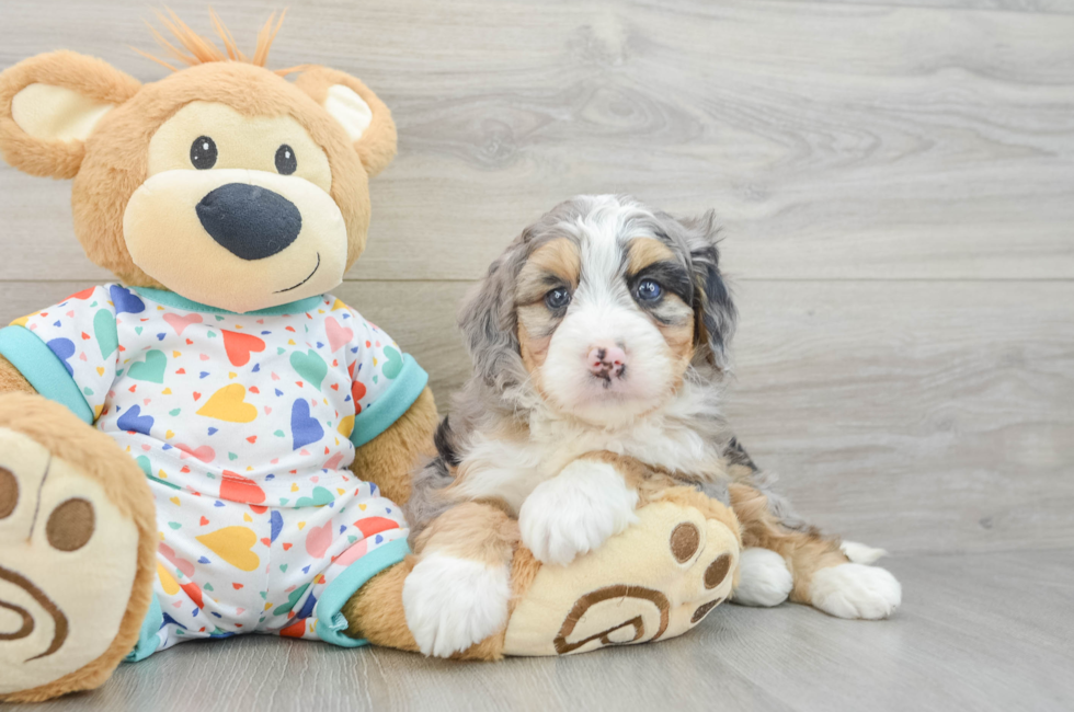 7 week old Mini Bernedoodle Puppy For Sale - Simply Southern Pups