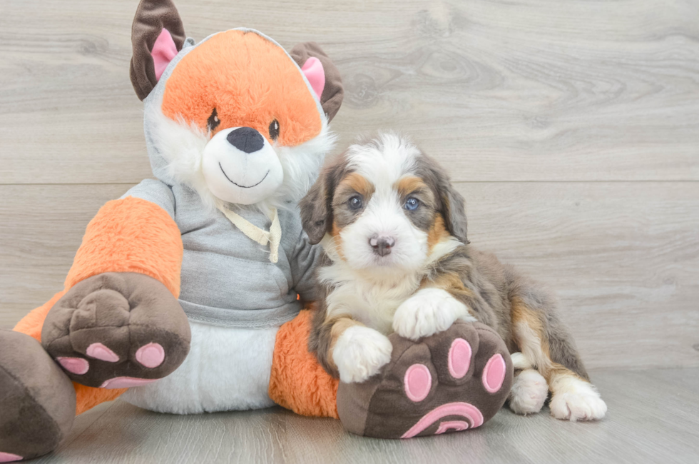 5 week old Mini Bernedoodle Puppy For Sale - Simply Southern Pups