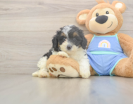 6 week old Mini Bernedoodle Puppy For Sale - Simply Southern Pups