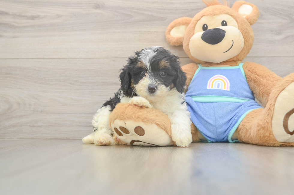 6 week old Mini Bernedoodle Puppy For Sale - Simply Southern Pups