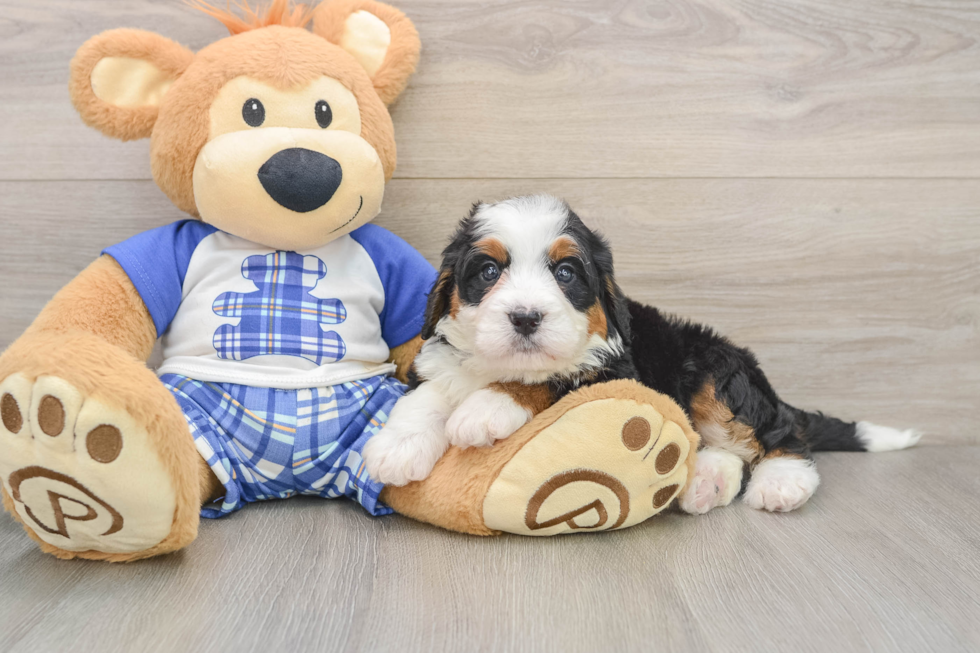 Cute Mini Bernedoodle Baby