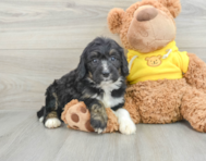 7 week old Mini Bernedoodle Puppy For Sale - Simply Southern Pups