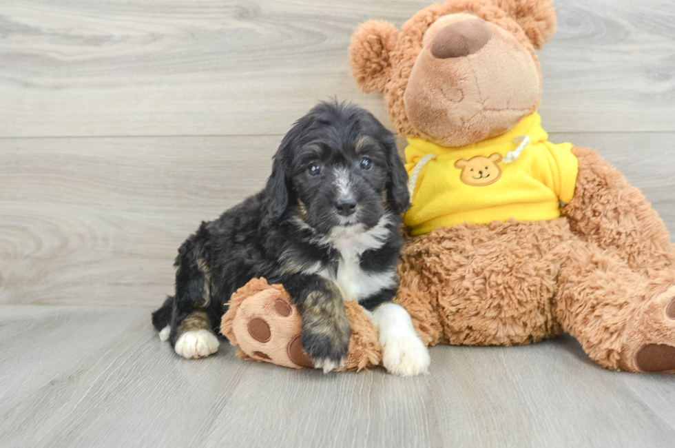 7 week old Mini Bernedoodle Puppy For Sale - Simply Southern Pups