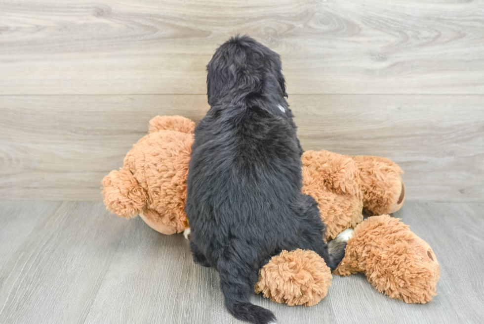 Energetic Mini Bernepoo Poodle Mix Puppy