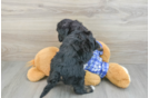 Best Mini Bernedoodle Baby