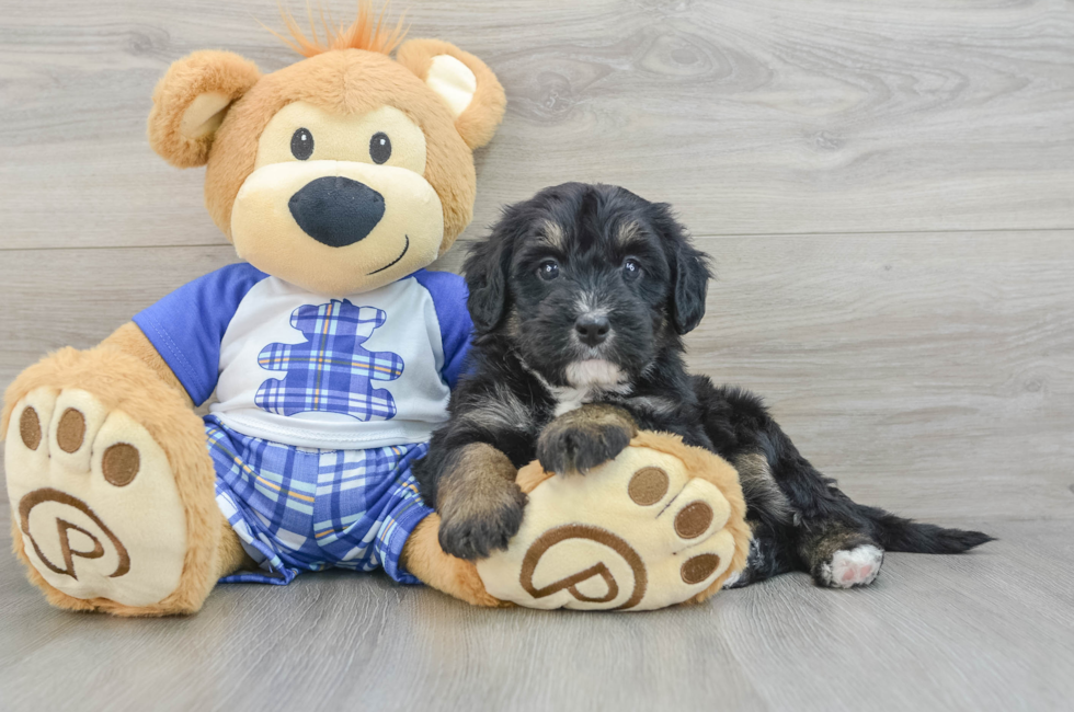 6 week old Mini Bernedoodle Puppy For Sale - Simply Southern Pups