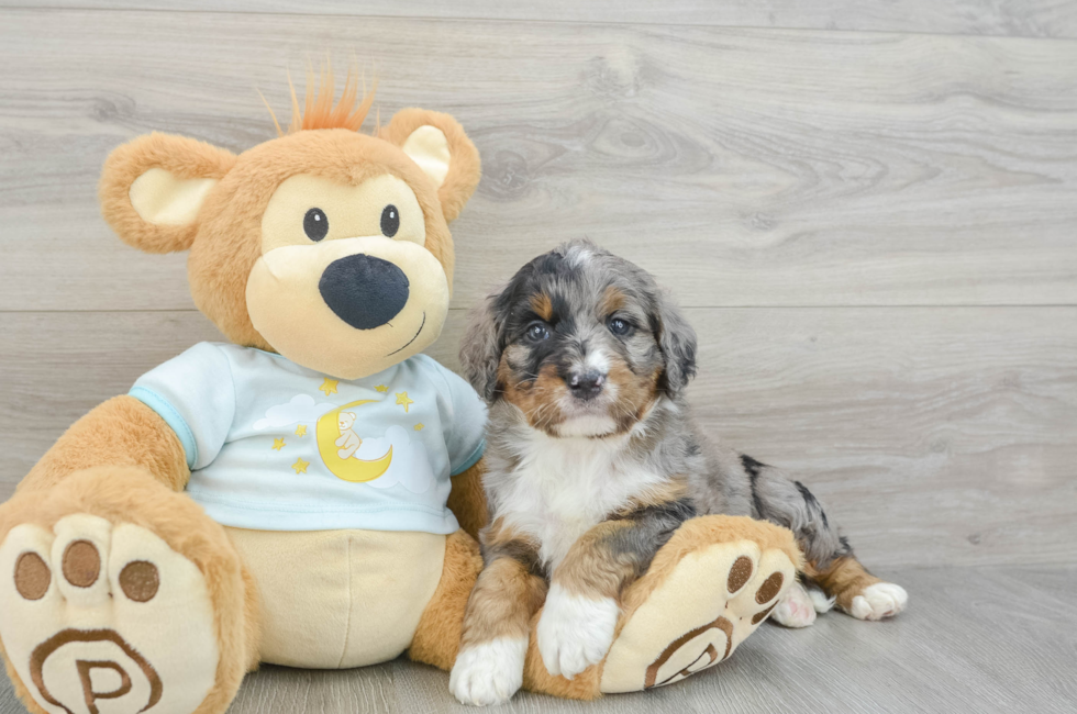 5 week old Mini Bernedoodle Puppy For Sale - Simply Southern Pups