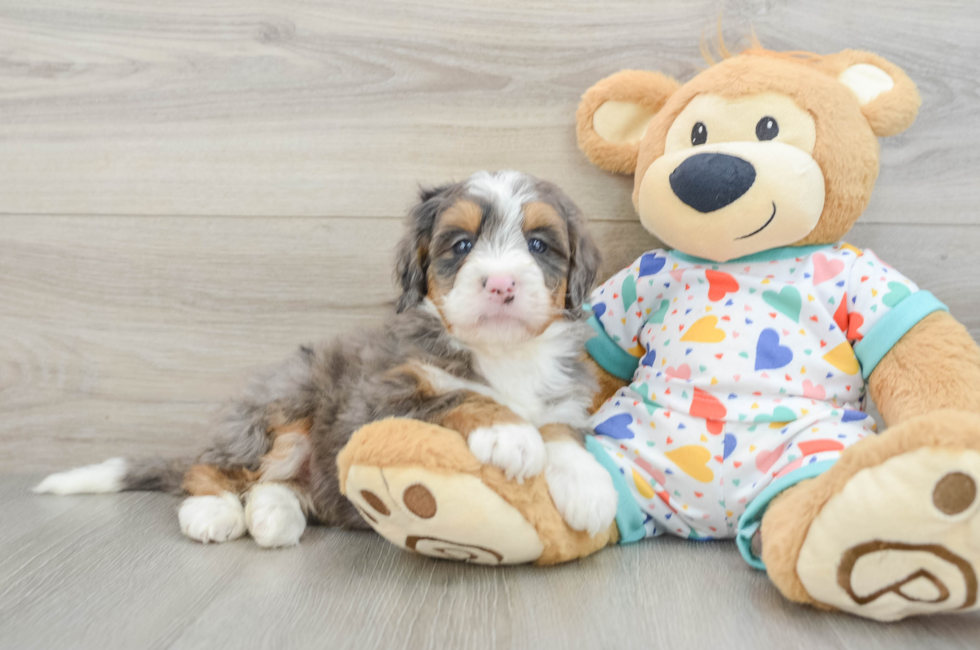 7 week old Mini Bernedoodle Puppy For Sale - Simply Southern Pups