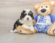 5 week old Mini Bernedoodle Puppy For Sale - Simply Southern Pups