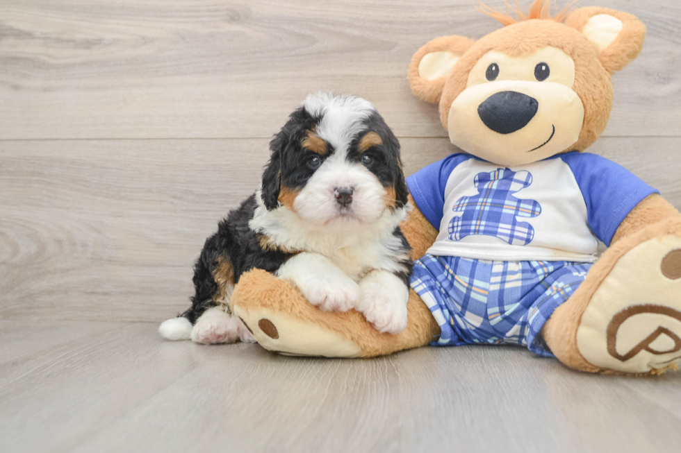 Adorable Mini Bernesedoodle Poodle Mix Puppy