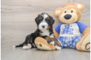 Hypoallergenic Mini Berniedoodle Poodle Mix Puppy