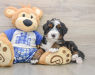 6 week old Mini Bernedoodle Puppy For Sale - Simply Southern Pups