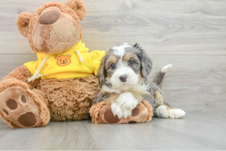 Best Mini Bernedoodle Baby