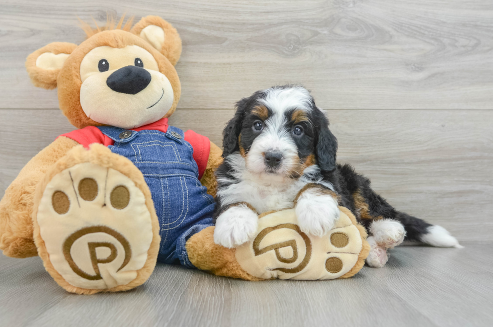 5 week old Mini Bernedoodle Puppy For Sale - Simply Southern Pups