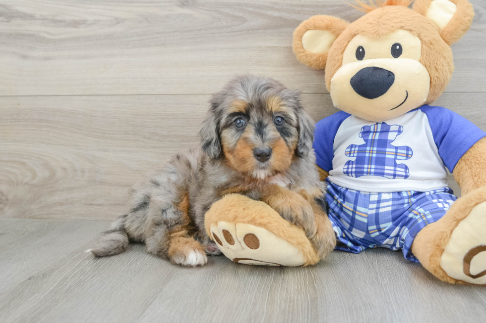 Best Mini Bernedoodle Baby