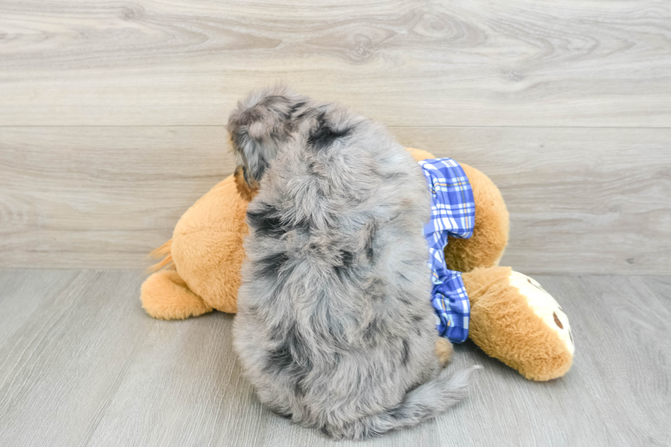 Playful Mini Bernesedoodle Poodle Mix Puppy