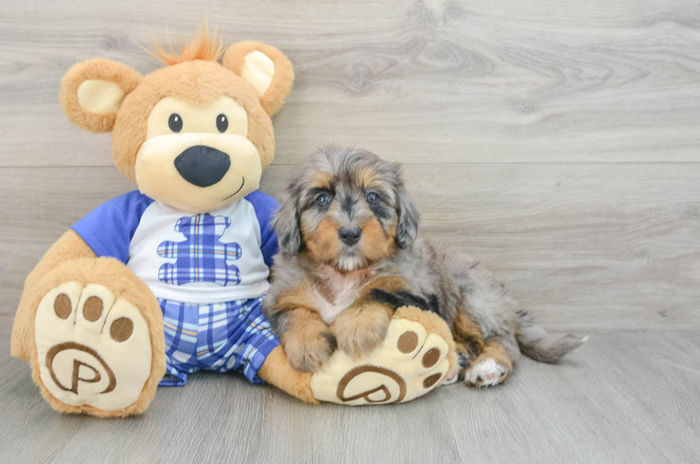 6 week old Mini Bernedoodle Puppy For Sale - Simply Southern Pups