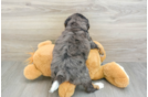 Friendly Mini Bernedoodle Baby