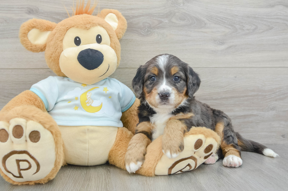 5 week old Mini Bernedoodle Puppy For Sale - Simply Southern Pups